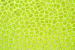 Image of Blidingia minima