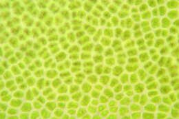 Image of Blidingia minima