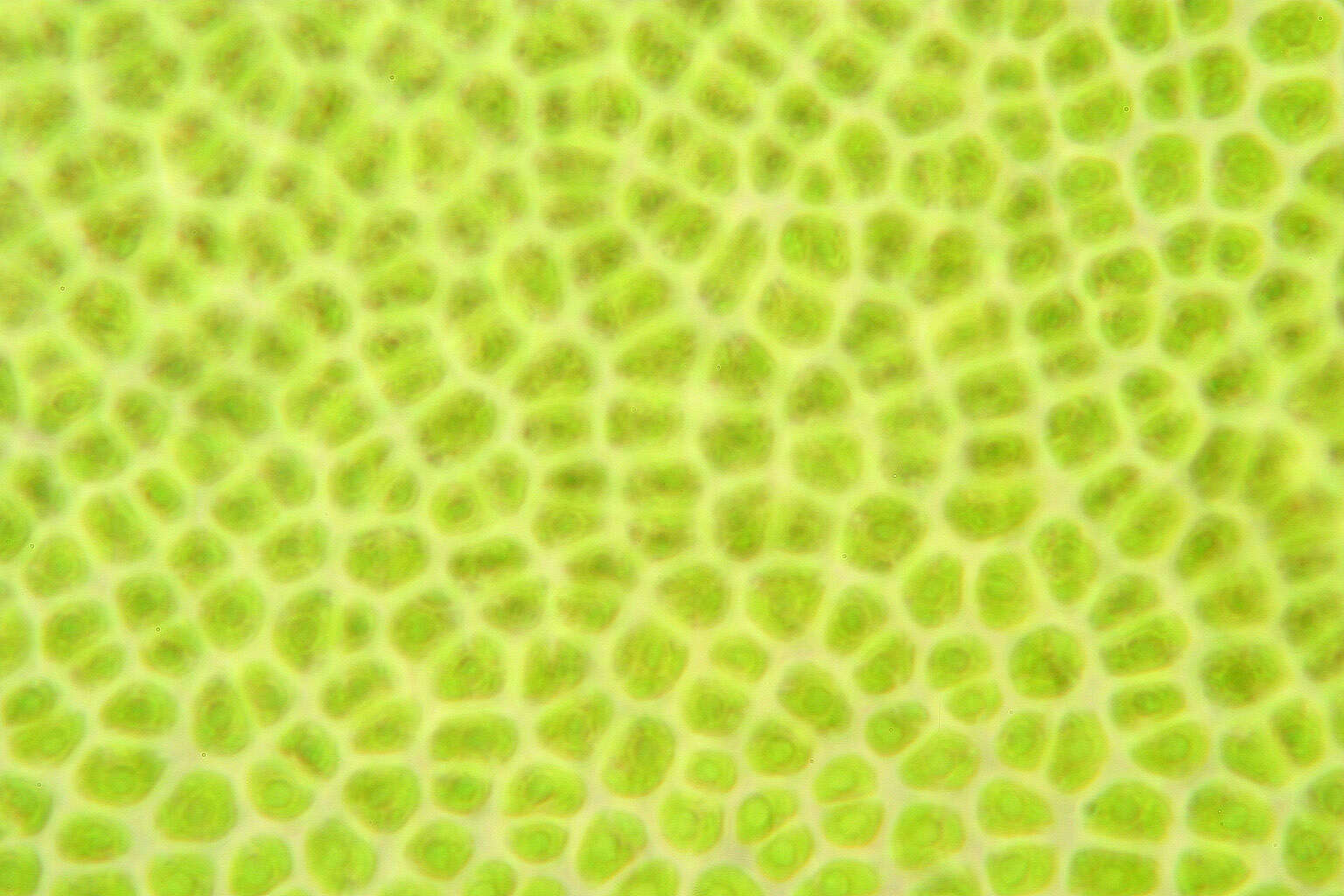 Image of Blidingia minima