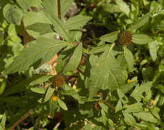 Image of Bidens tripartita subsp. tripartita