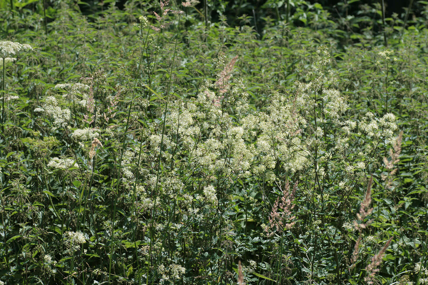 Image of common meadow-rue