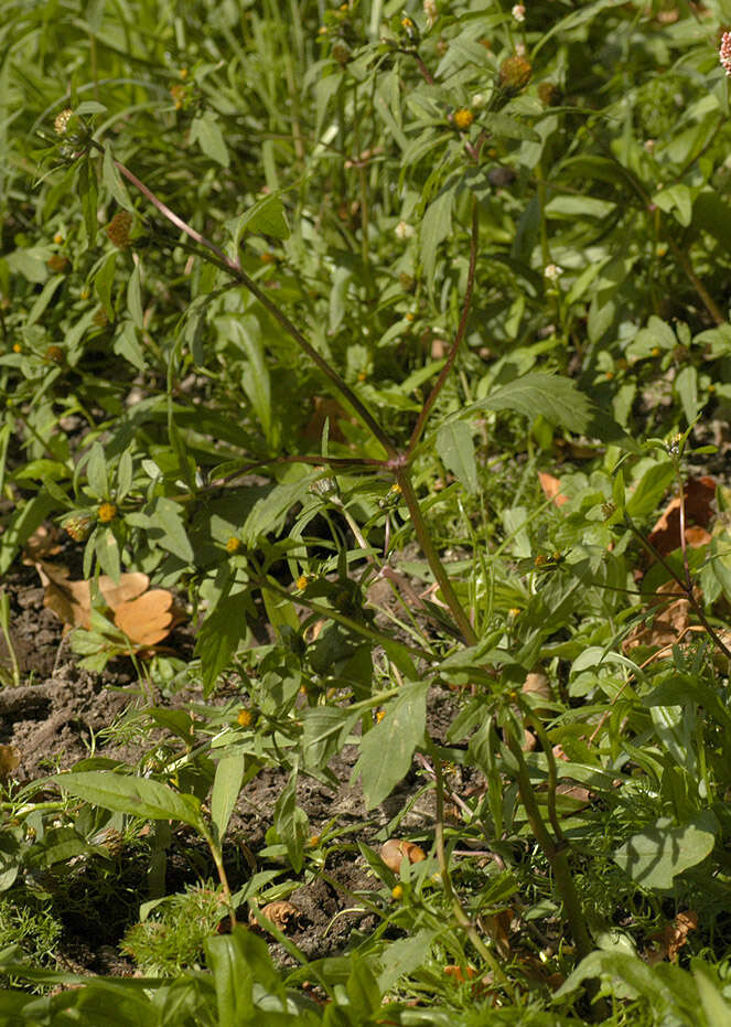 Image de Bidens tripartita subsp. tripartita