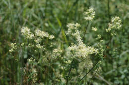 Image of common meadow-rue