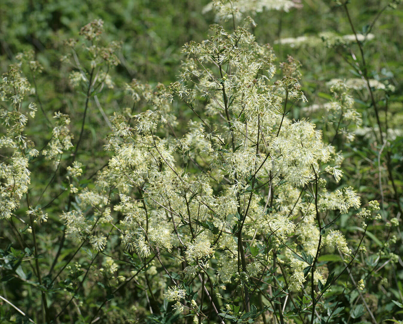 Image of common meadow-rue