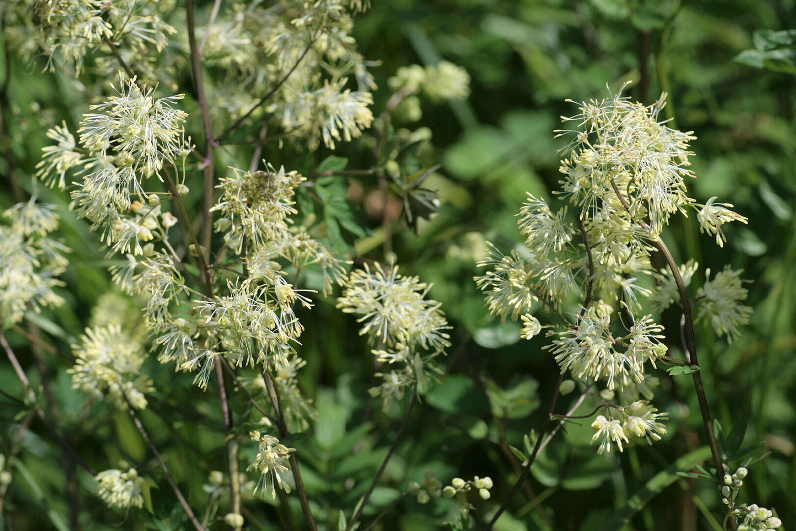 Image of common meadow-rue