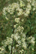 Image of common meadow-rue