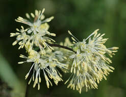 Image of common meadow-rue