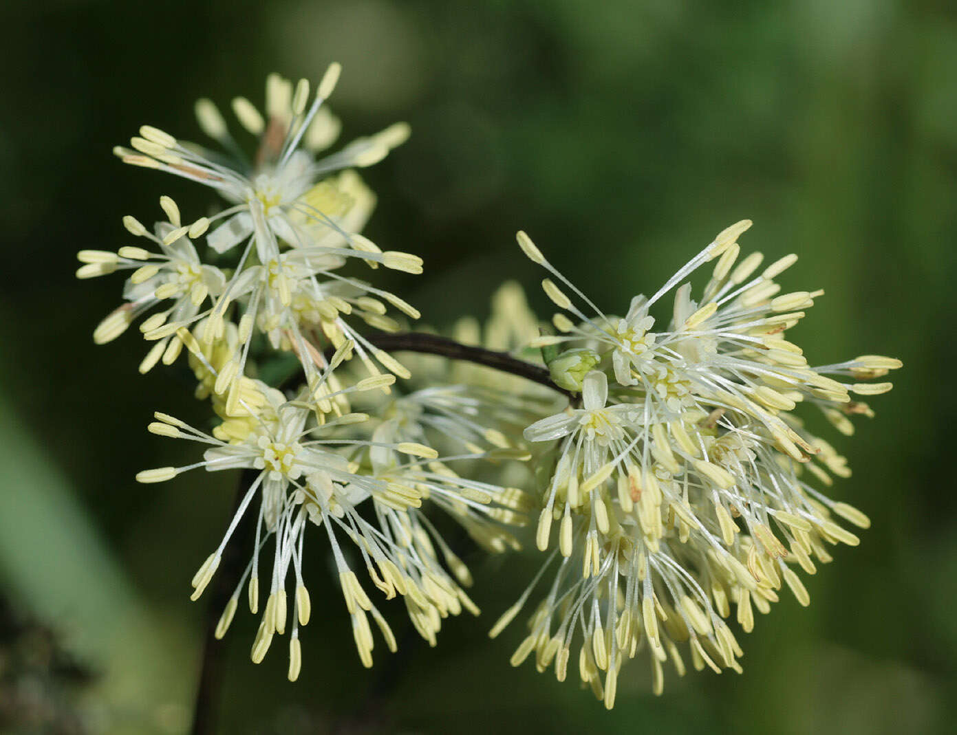 Image of common meadow-rue