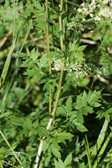 Image of common meadow-rue