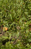 Image of Bidens tripartita subsp. tripartita