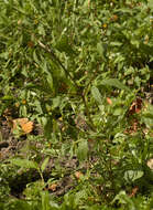 Image of Bidens tripartita subsp. tripartita