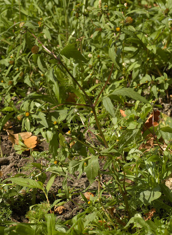 Image of Bidens tripartita subsp. tripartita