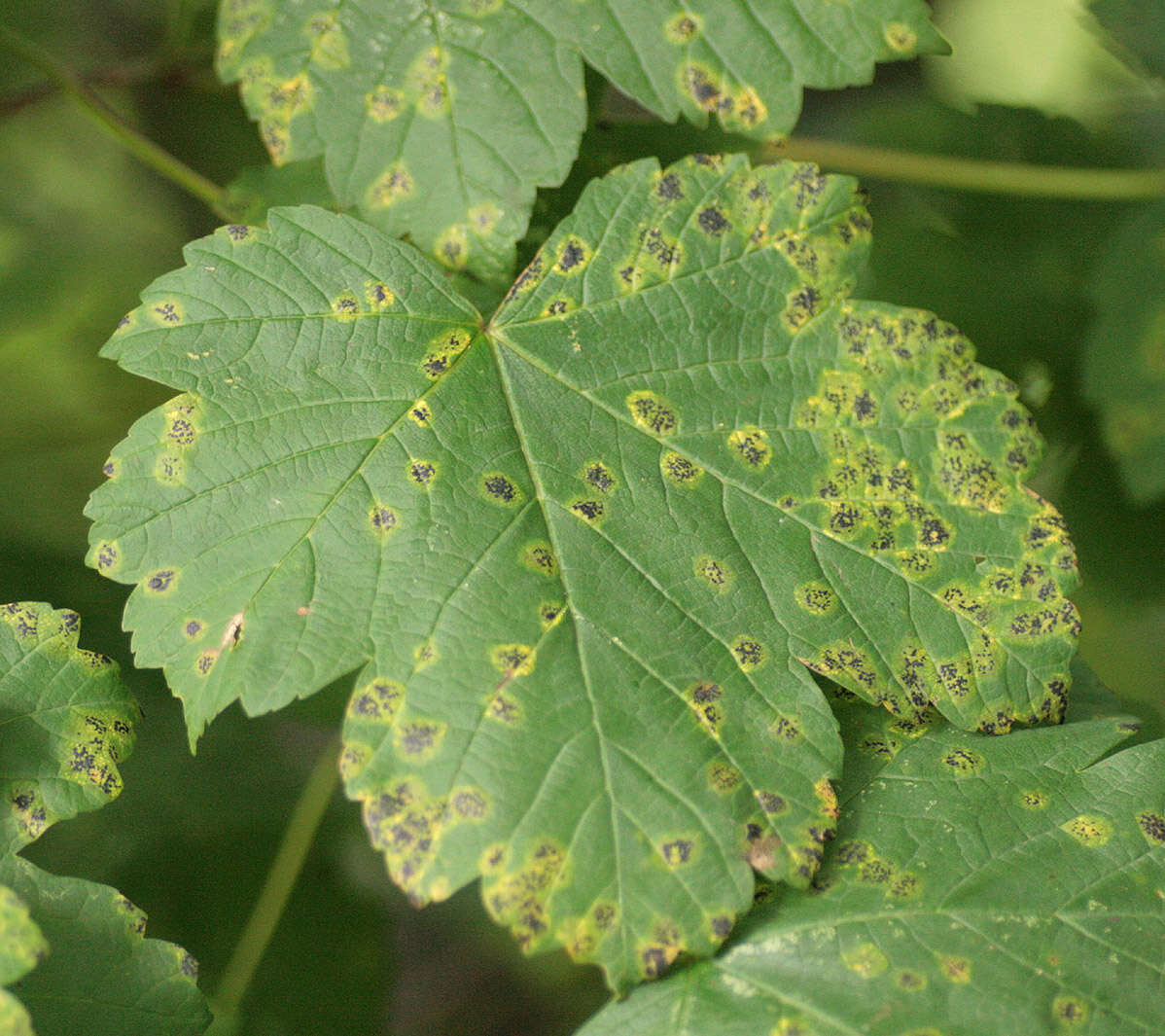 Image of European tar spot