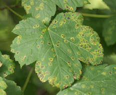 Image of European tar spot