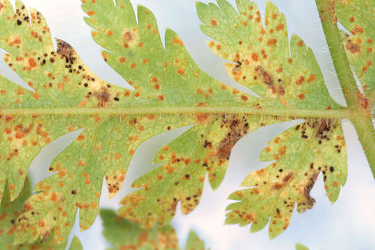 Image of Puccinia chaerophylli Purton 1821