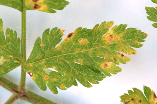 Image of Puccinia chaerophylli Purton 1821