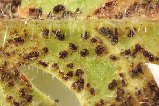 Image of Puccinia chaerophylli Purton 1821