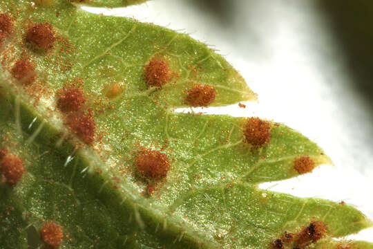 Image of Puccinia chaerophylli Purton 1821