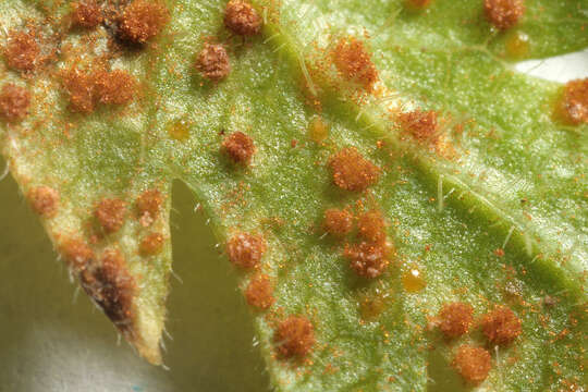 Image of Puccinia chaerophylli Purton 1821