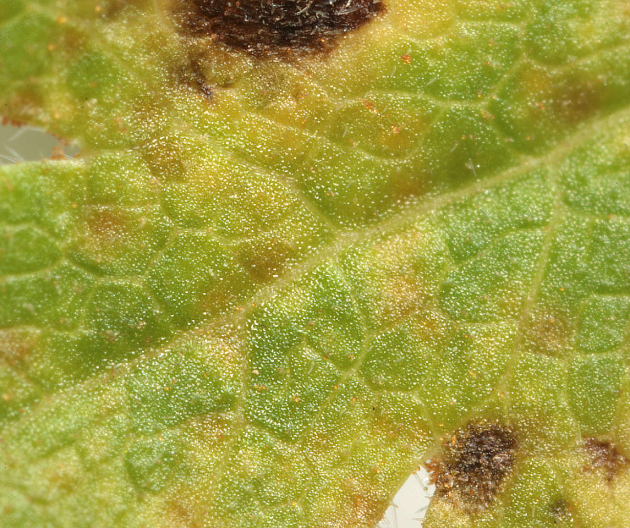 Image of Puccinia chaerophylli Purton 1821