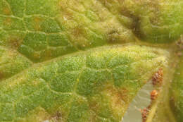 Image of Puccinia chaerophylli Purton 1821