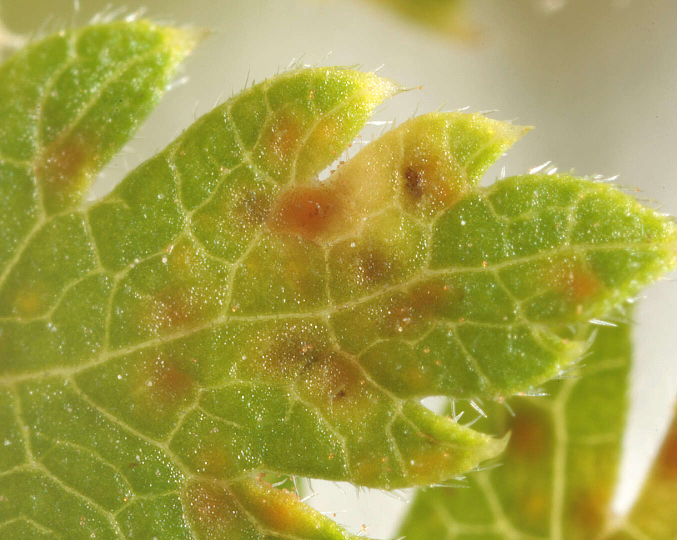 Image of Puccinia chaerophylli Purton 1821