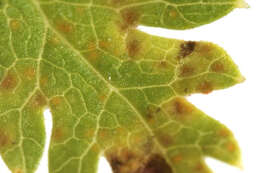 Image of Puccinia chaerophylli Purton 1821