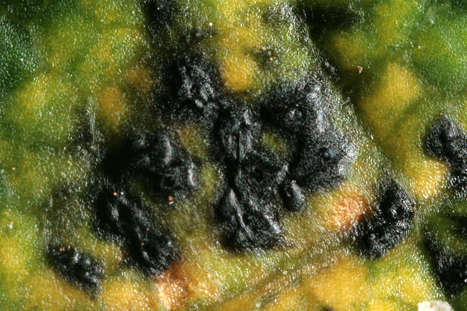 Image of European tar spot