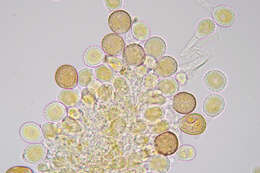 Image of Puccinia chaerophylli Purton 1821