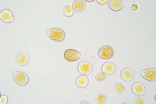 Image of Puccinia chaerophylli Purton 1821