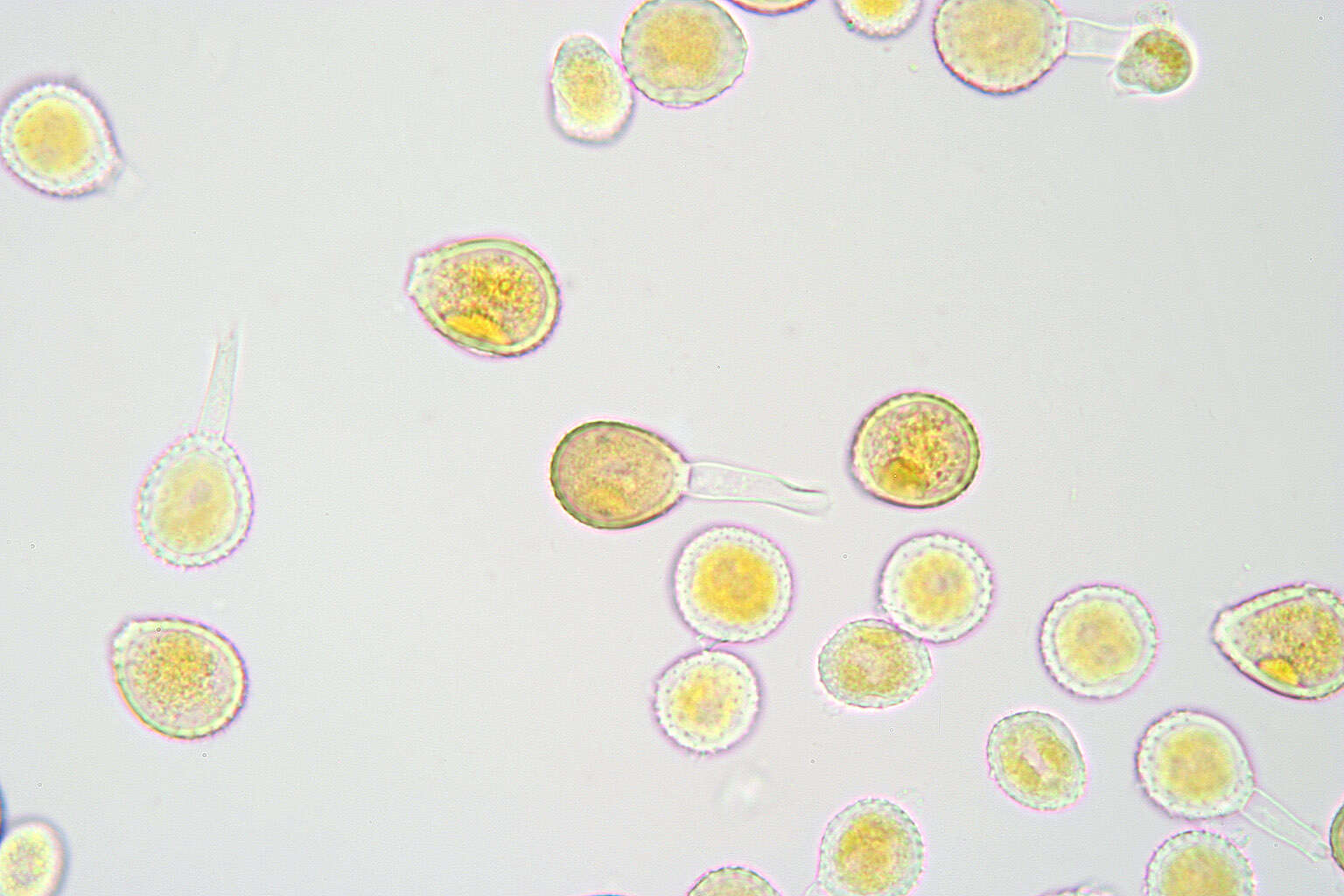 Image of Puccinia chaerophylli Purton 1821