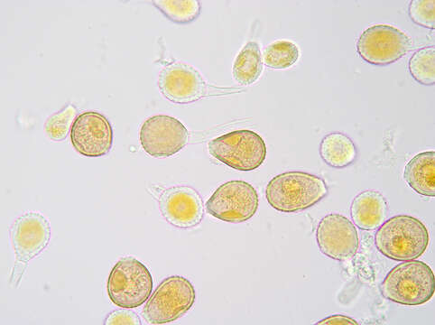 Image de Puccinia chaerophylli Purton 1821