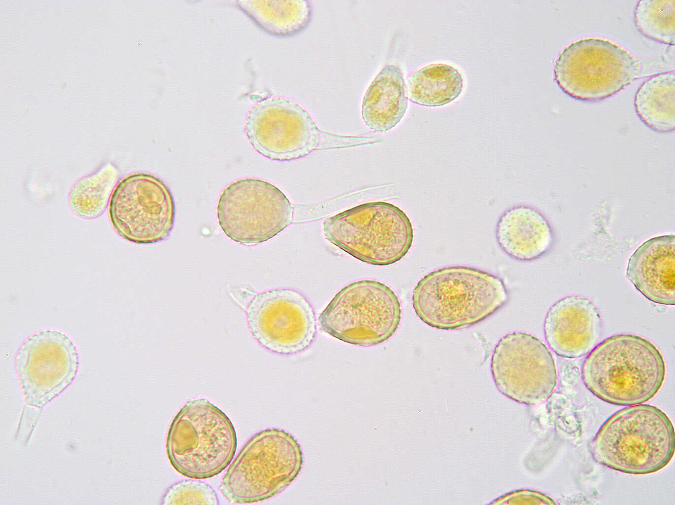 Image de Puccinia chaerophylli Purton 1821