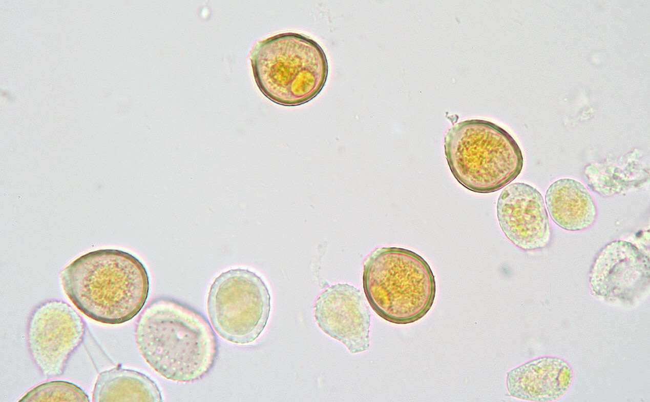 Image de Puccinia chaerophylli Purton 1821