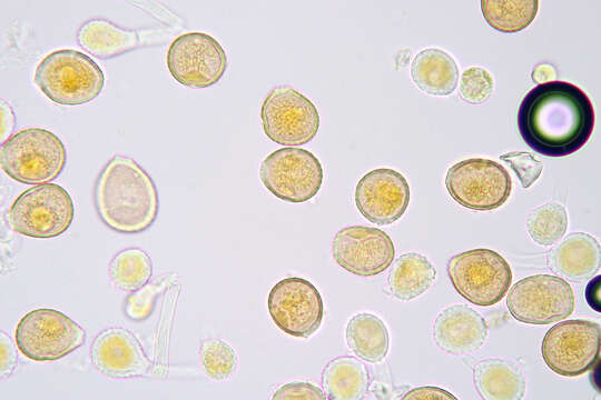 Image de Puccinia chaerophylli Purton 1821