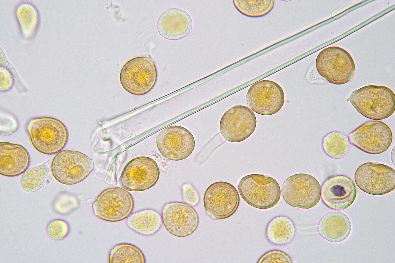 Image de Puccinia chaerophylli Purton 1821