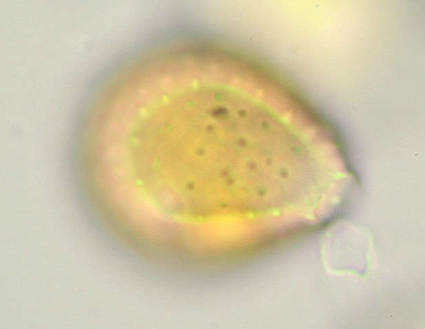 Image de Puccinia chaerophylli Purton 1821