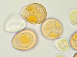 Image of Puccinia chaerophylli Purton 1821