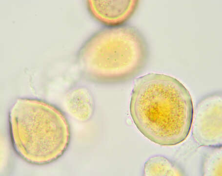 Image de Puccinia chaerophylli Purton 1821