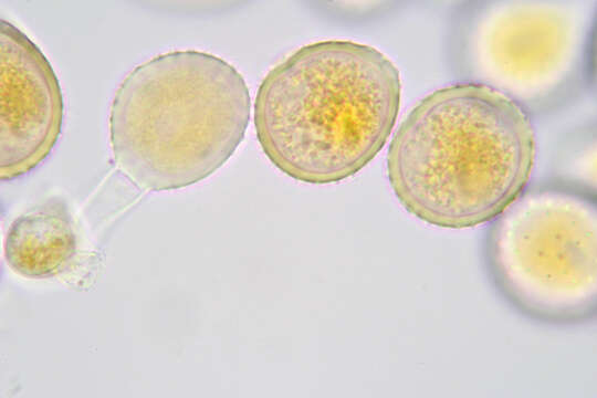 Image de Puccinia chaerophylli Purton 1821