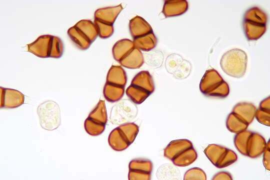 Image de Puccinia chaerophylli Purton 1821