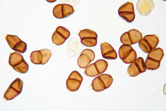 Image of Puccinia chaerophylli Purton 1821