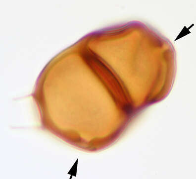 Image of Puccinia chaerophylli Purton 1821