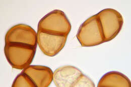 Image de Puccinia chaerophylli Purton 1821