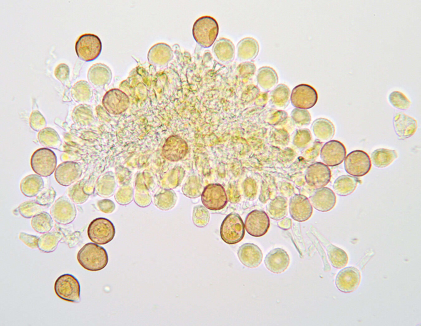 Image de Puccinia chaerophylli Purton 1821