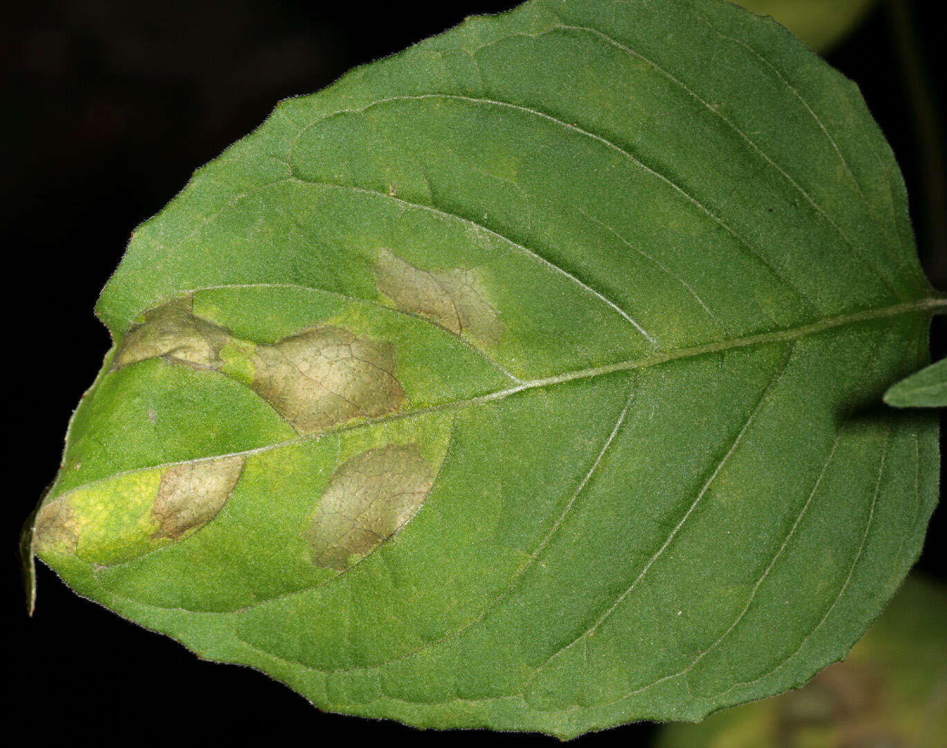 Image de Pucciniastrum circaeae (Schumach.) Speg. 1888