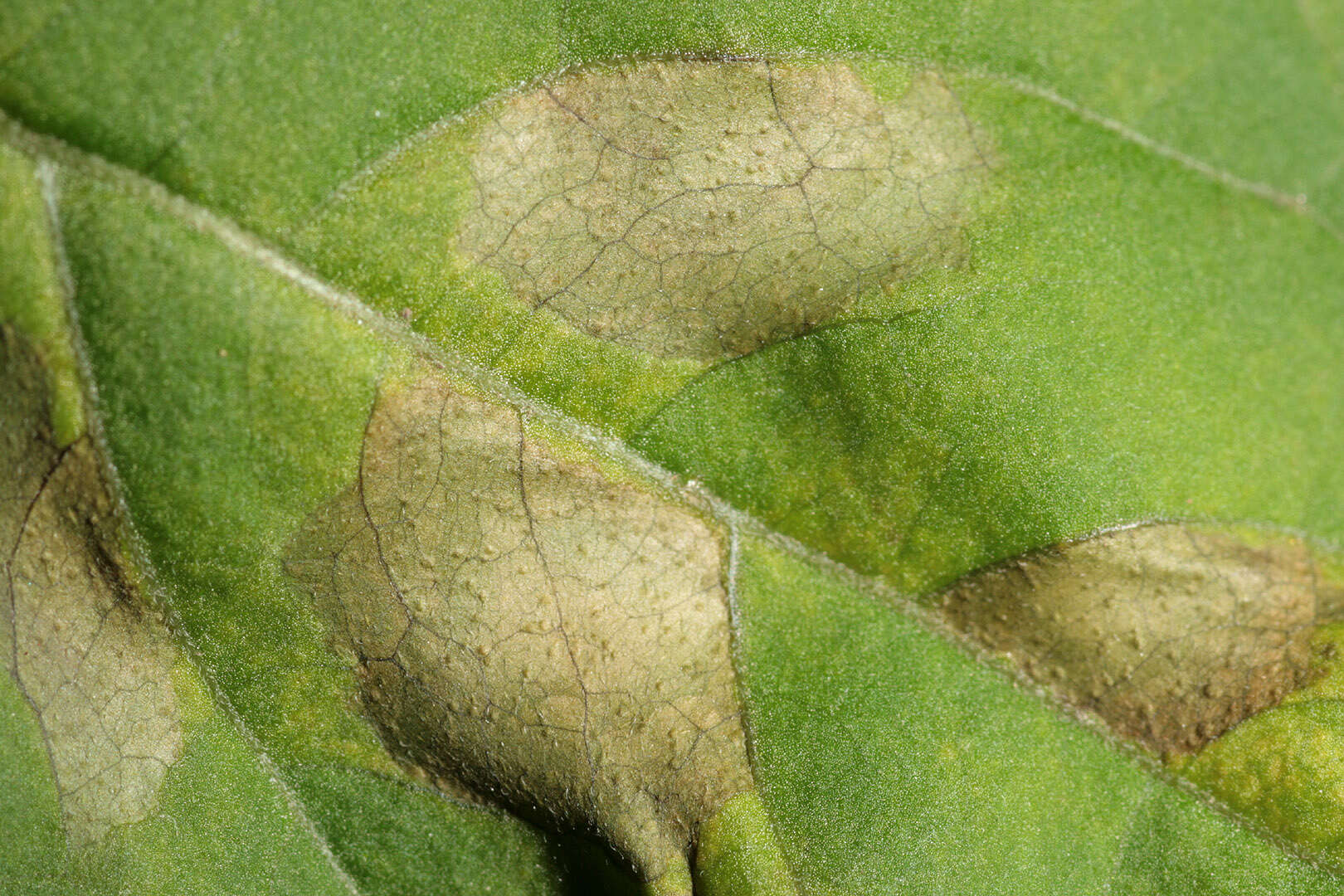 Image de Pucciniastrum circaeae (Schumach.) Speg. 1888