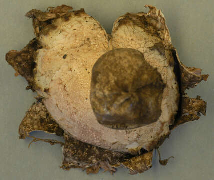 Image of Red-brown Earthstar