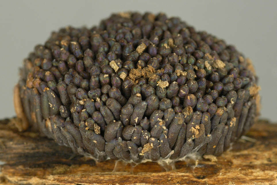 Image of Tubifera ferruginosa
