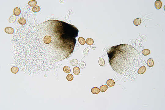 Eudarluca caricis (Fr.) O. E. Erikss. 1966 resmi